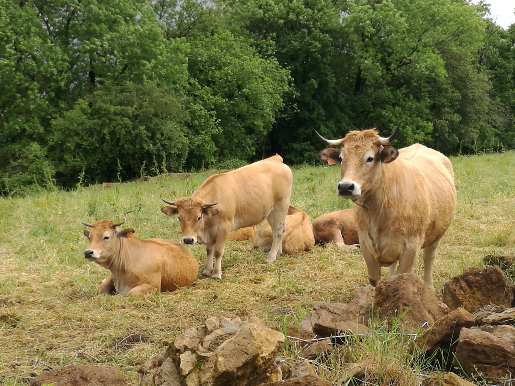 Vaches de race Aubrac