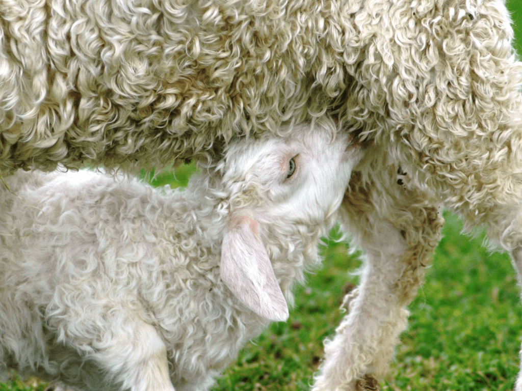 Ferme de Siran, chevreau angora