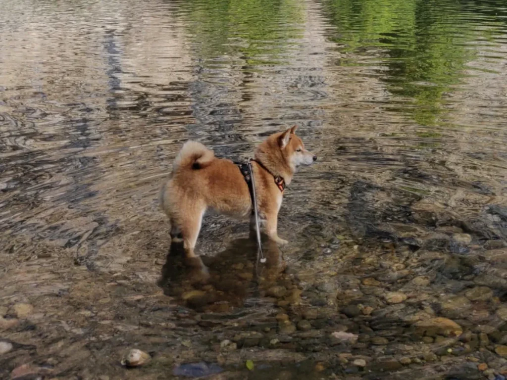 Lire la suite à propos de l’article Je pars en vacances dans le Lot avec mon chien