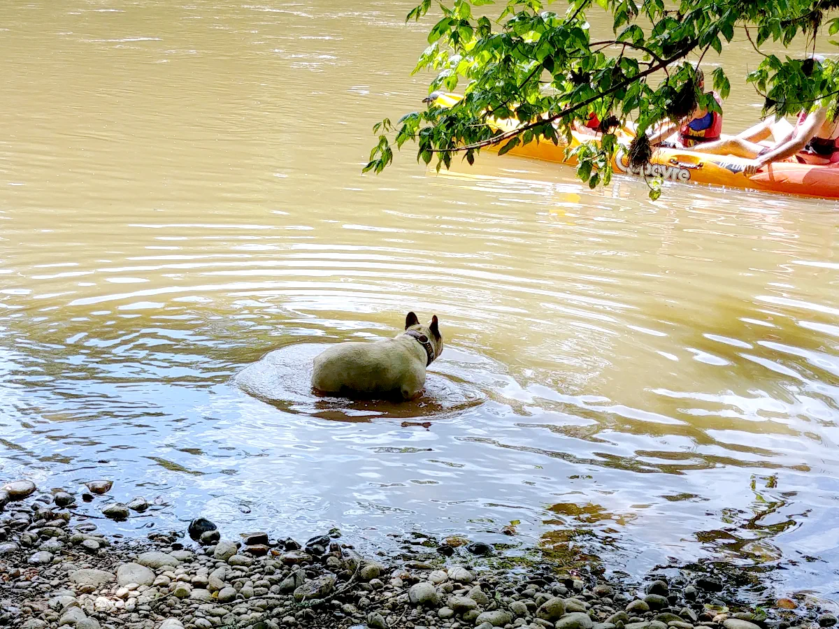 Chien se baignant sur une plage de la Dordogne
