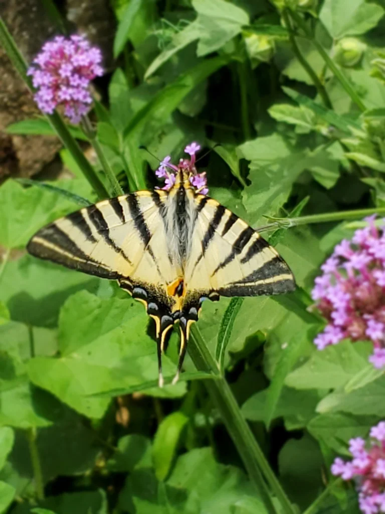 Papillon Grand Flambé butinant une verveine de Buenos Aires