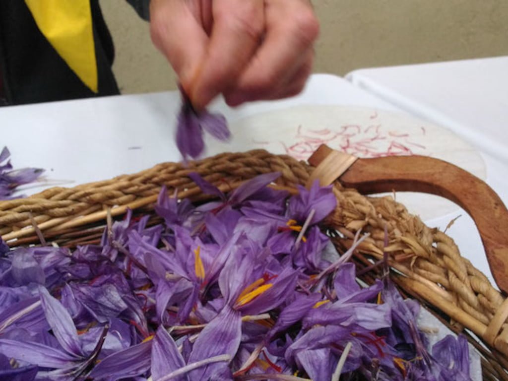 L'émondage des fleurs de crocus
