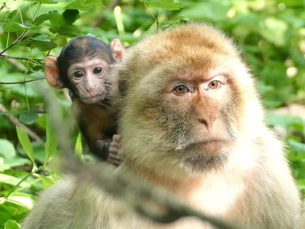 Forêt des Singes