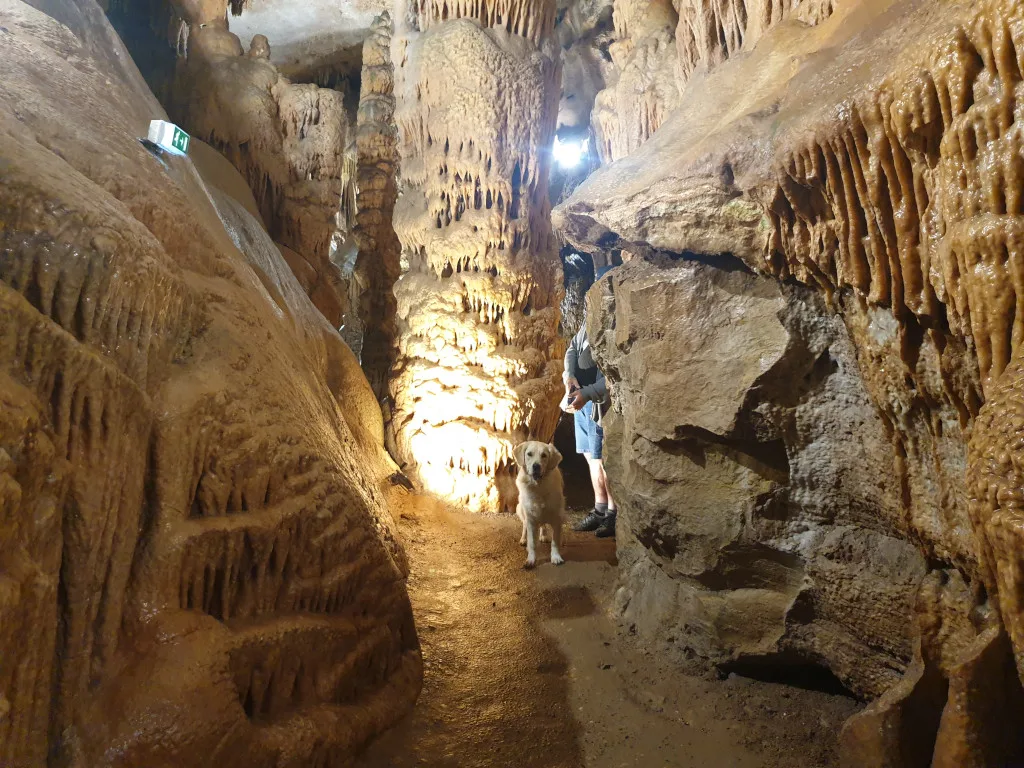 Visite des Grottes de Presque avec un chien