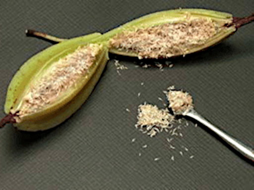 Graines d'orchidée