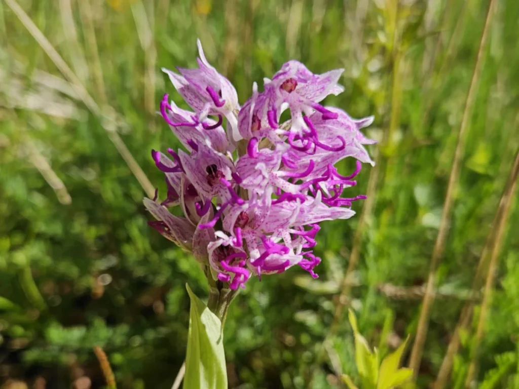 Lire la suite à propos de l’article Le Lot côté nature : partez sur la piste des orchidées sauvages