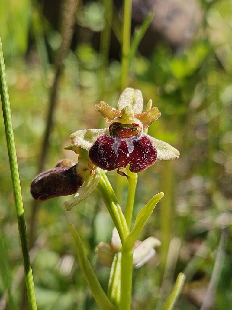 Ophrys araignée
