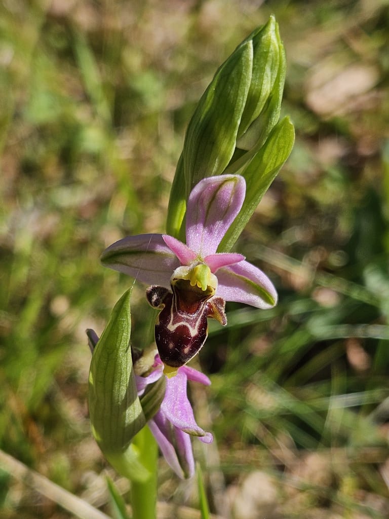 Ophrys bécasse