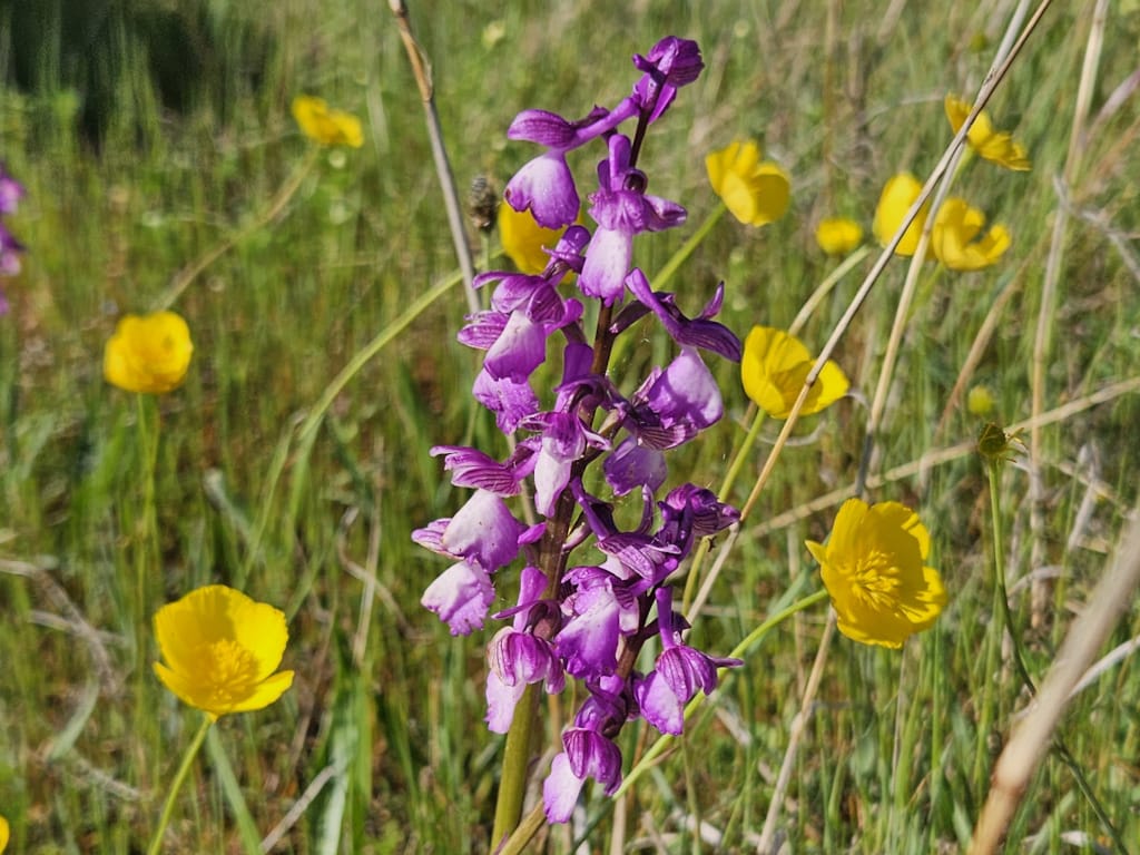 Orchidée sauvage sur le causse de Gramat
