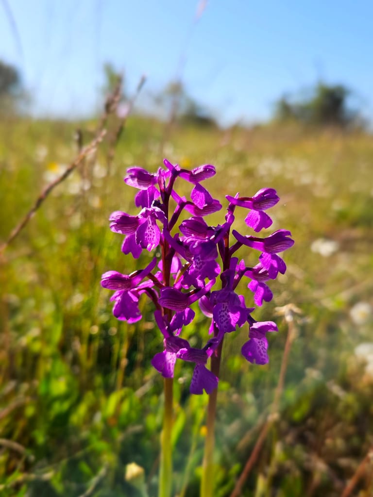 Orchis bouffon