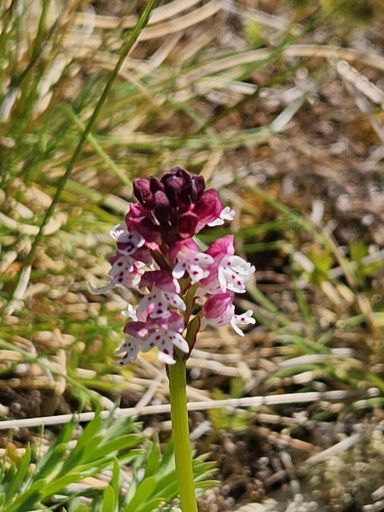 Orchis brûlé
