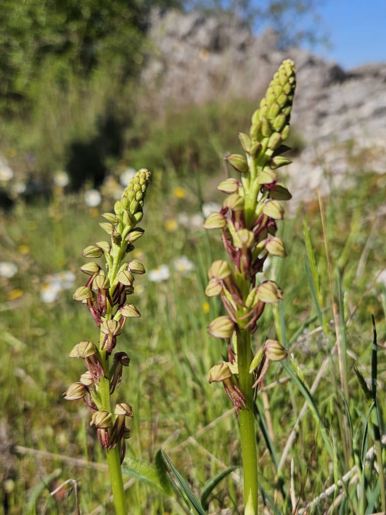 Orchis homme pendu
