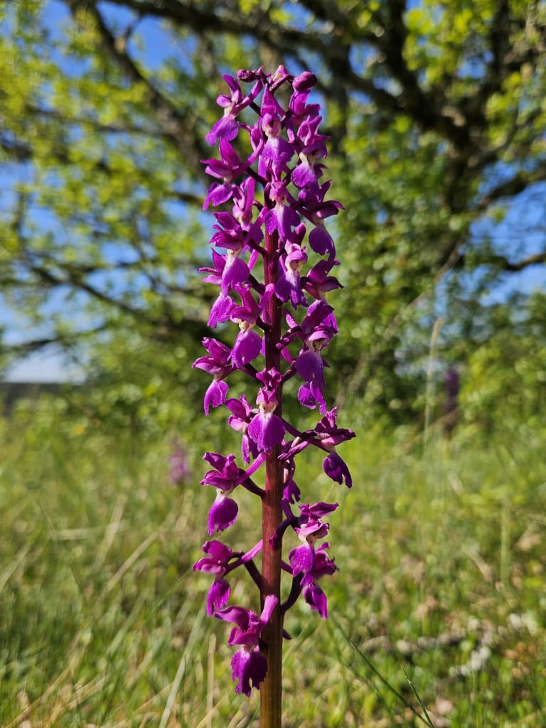 Orchis mâle
