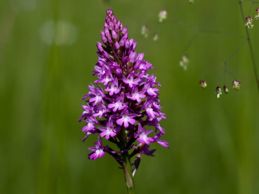 Orchis pyramidal