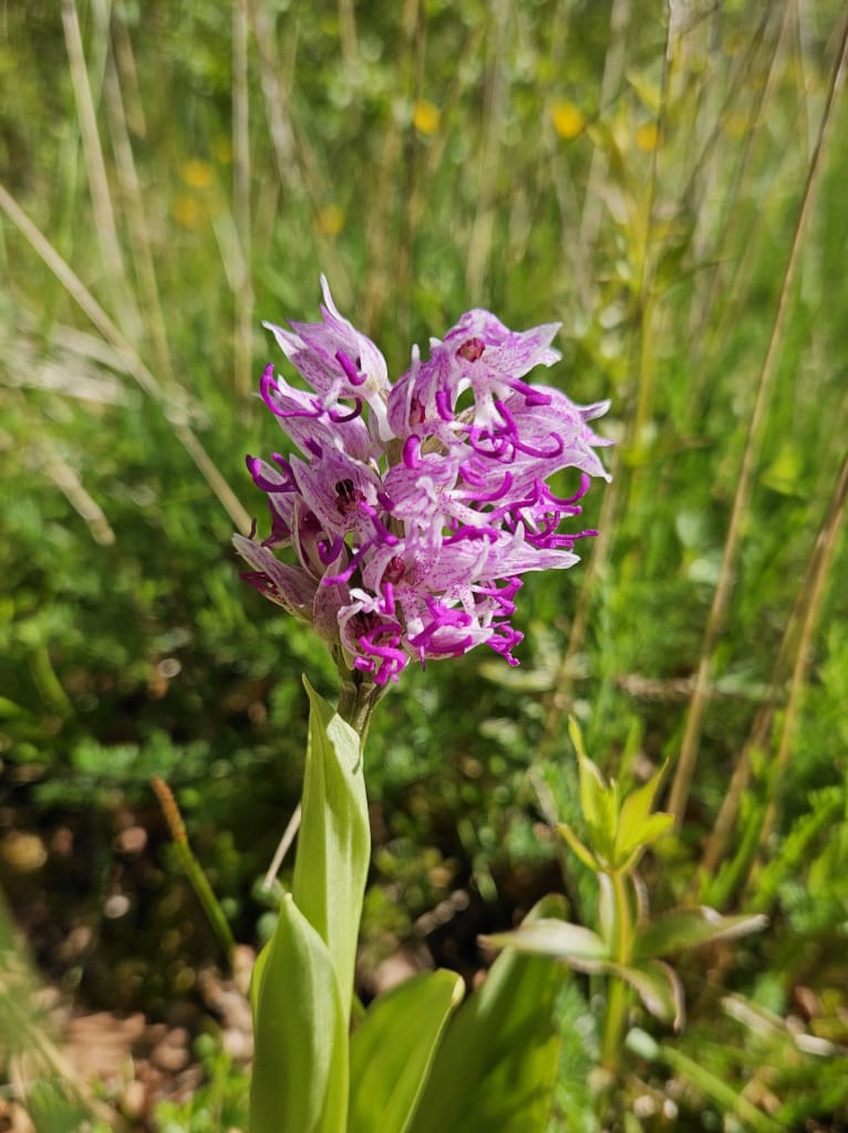 Orchis singe
