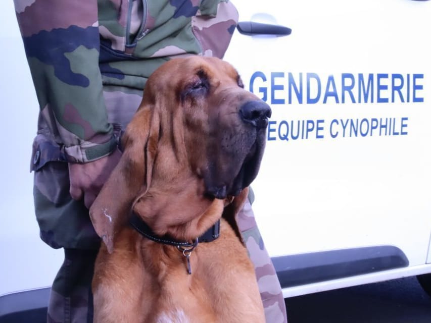 Chien Saint-Hubert du CNICG