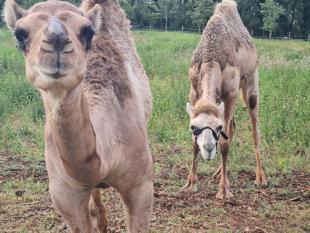 Le Camel Ranch à Lacave