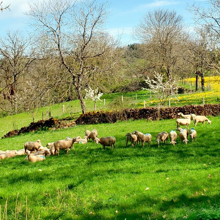 Paysage du Limargue