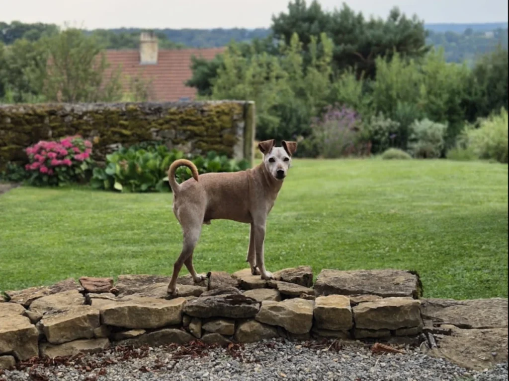 Lire la suite à propos de l’article Bienvenue aux chiens ! Pourquoi Le Pech de Vigne devient labellisé Qualidog