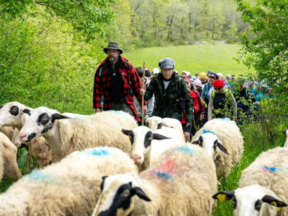 La transhumance Rocamadour - Luzech - Un troupeau de brebis caussenardes suivi de marcheurs sur un sentier du Lot.
