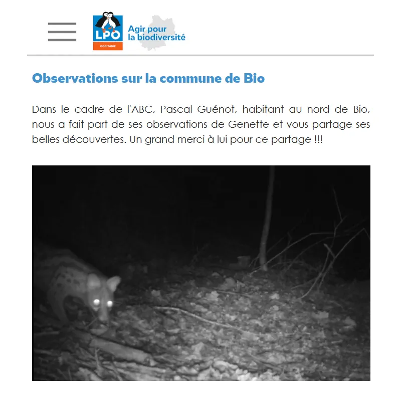 Page sur la genette par la LPO du Lot