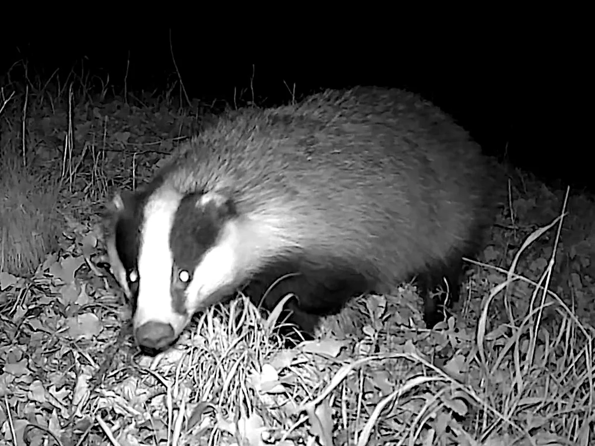 Un blaireau capturé de nuit par le piège photo au Pech de Vigne.