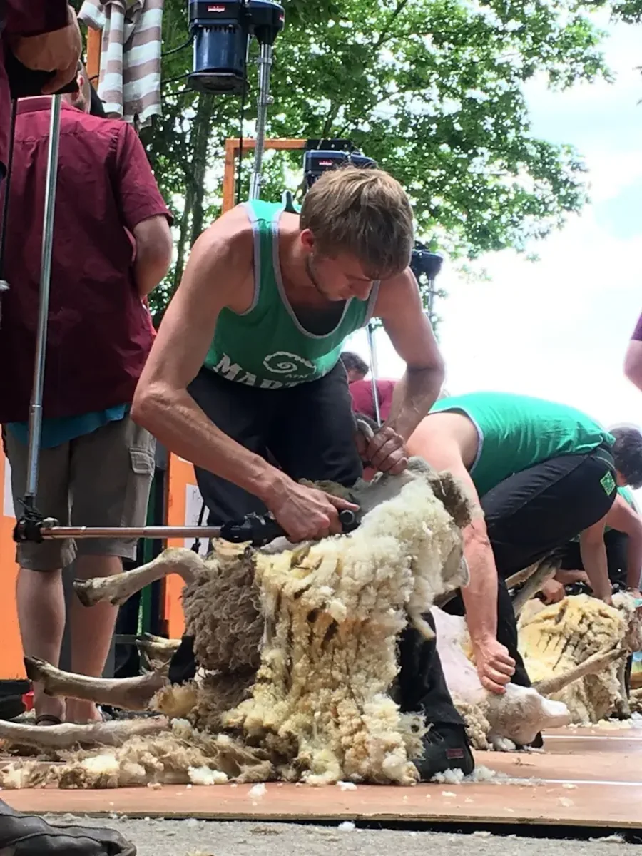 Un tondeur en action lors de la fête des tondailles à Martel.
