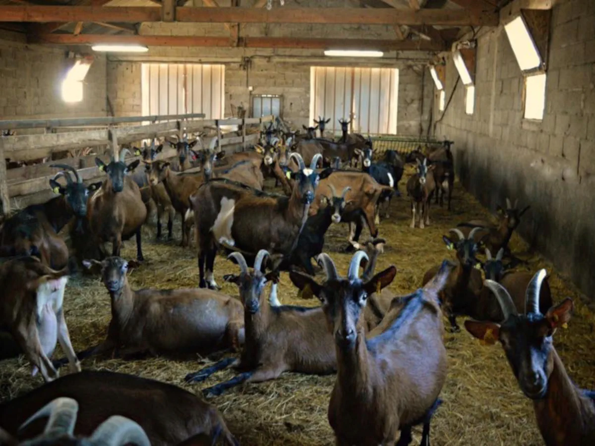 La chèvrerie et ses chèvres alpines à la Ferme de Vigne Haute