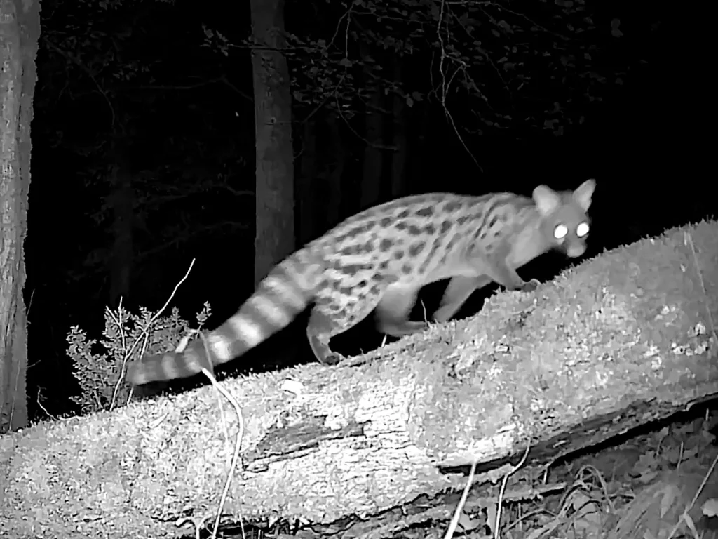Lire la suite à propos de l’article Le Marsupilami existe-t-il vraiment ? Cette créature fascinante filmée dans les bois du Lot