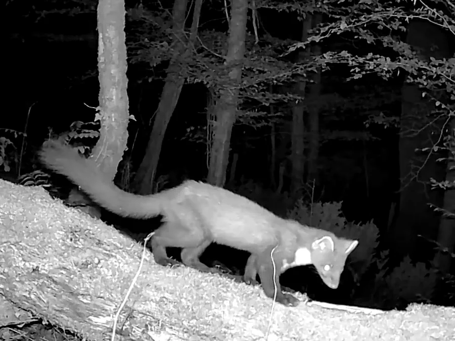 Une martre des pins capturée au Pech de Vigne avec notre piège photo