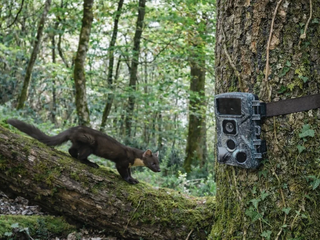 Lire la suite à propos de l’article Biodiversité du Lot : comment j’observe la faune sauvage grâce à un piège photo