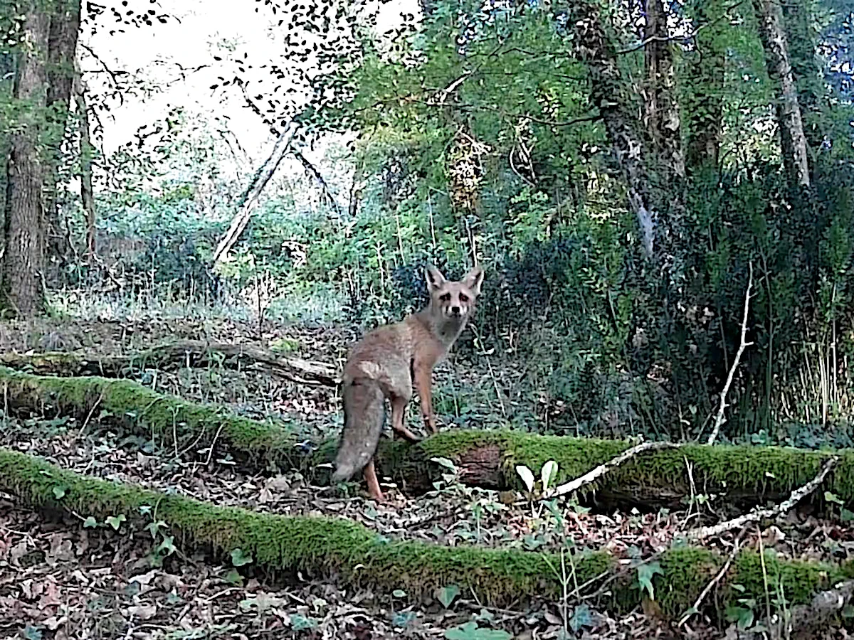 Un renard capturé de jour par le piège photo au Pech de Vigne.