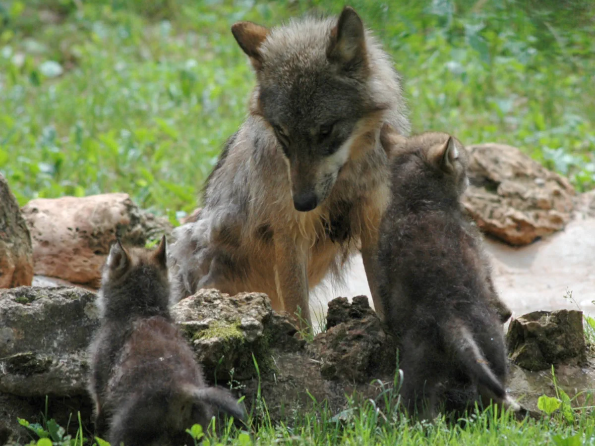 Les loups gris au Parc animalier de Gramat