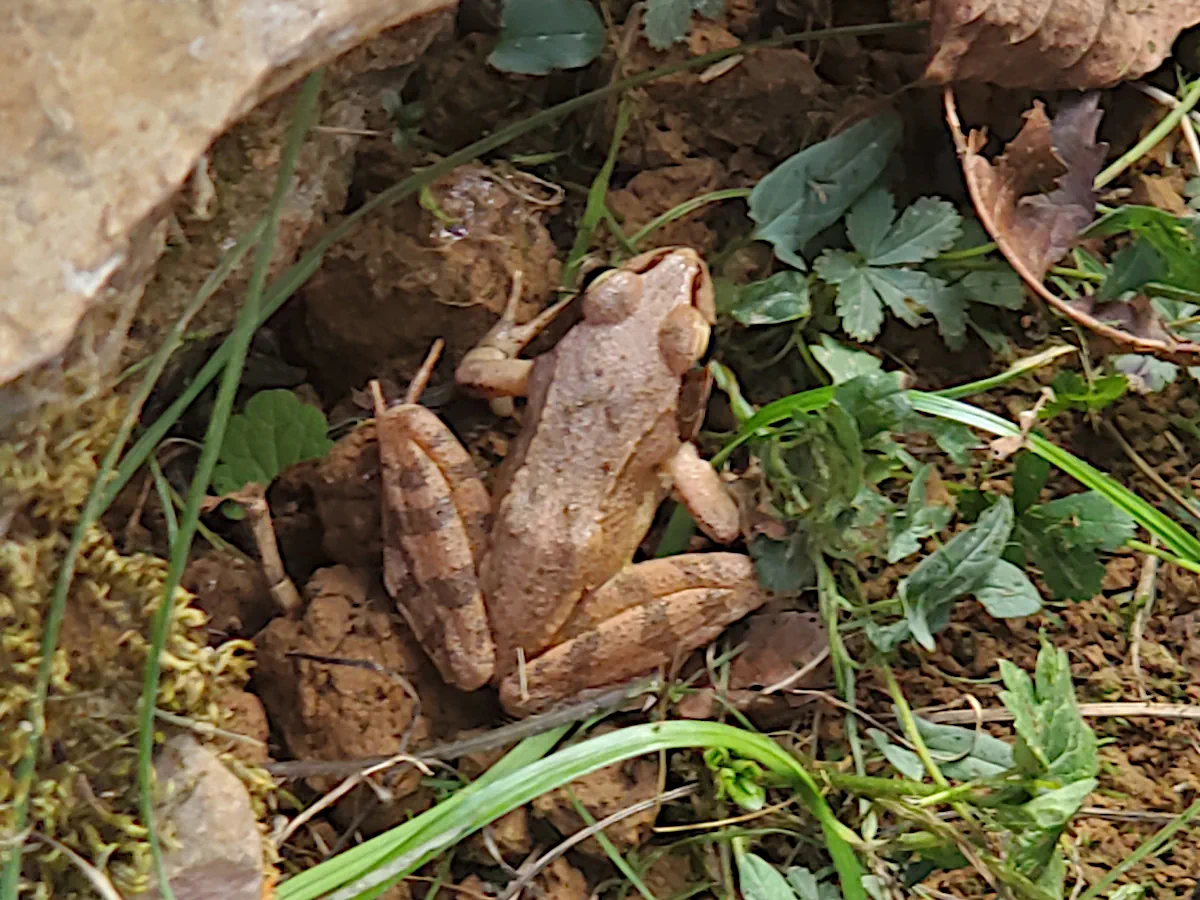 Grenouille agile cachée au pied d’un muret en pierre sèche dans un jardin du Lot (Le Pech de Vigne)