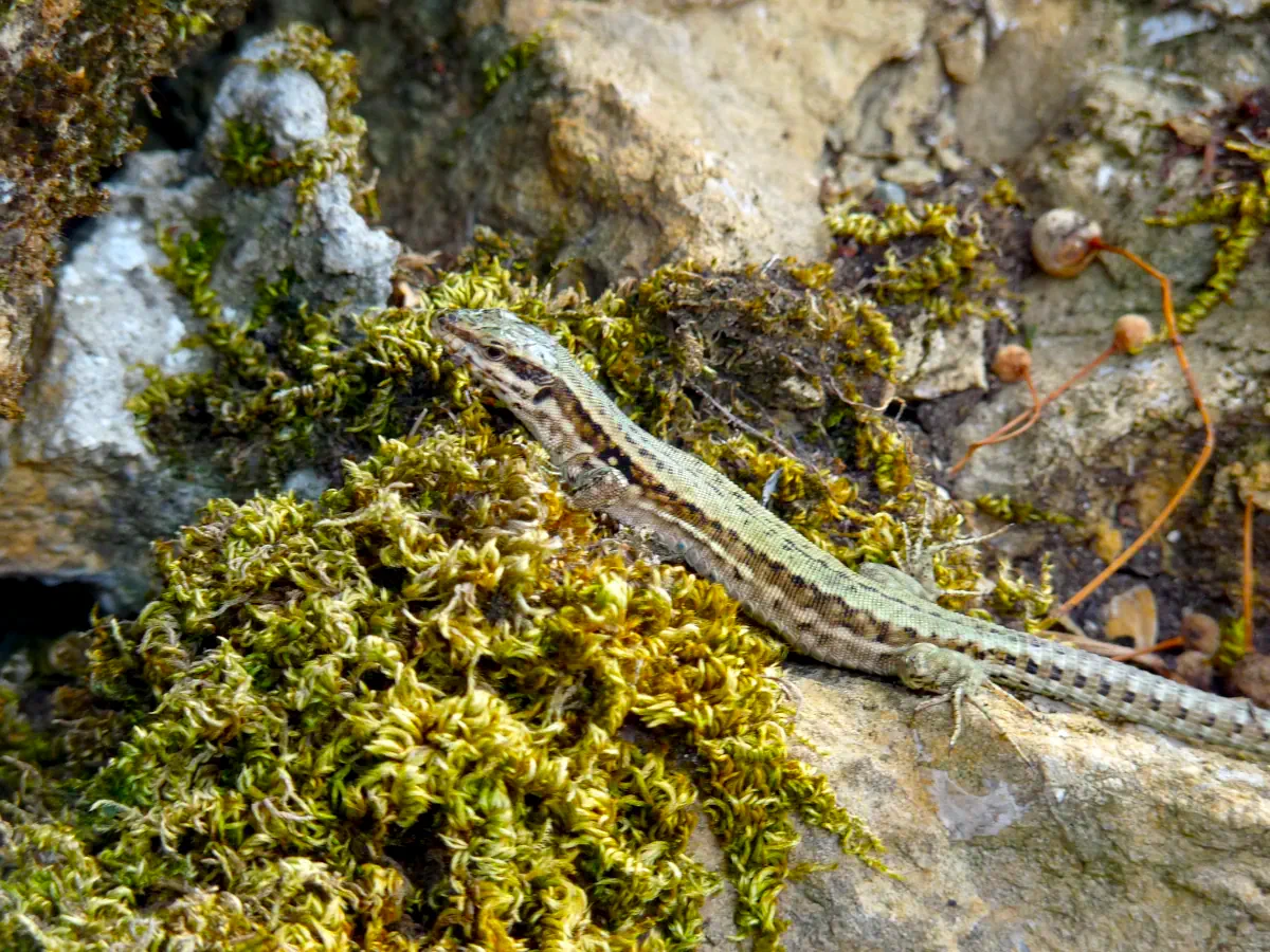 Lézard des murailles sur un muret en pierre sèche dans le Lot dans les Causses du Quercy (Le Pech de Vigne)